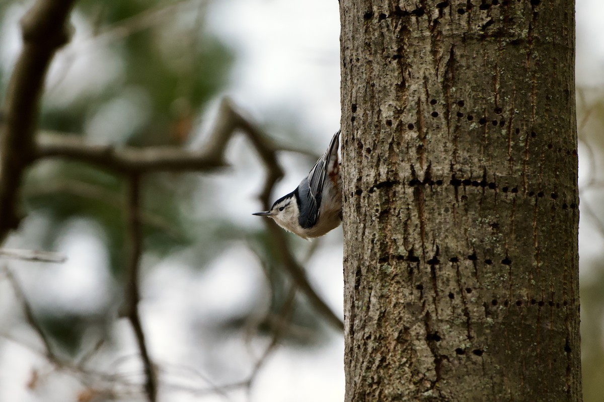 White-breasted Nuthatch - ML647477414