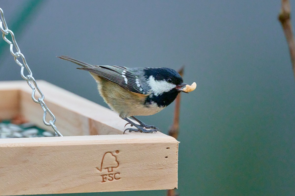 Coal Tit - ML647477420