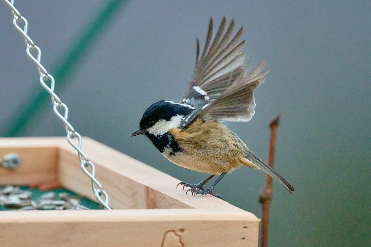 Coal Tit - ML647477421
