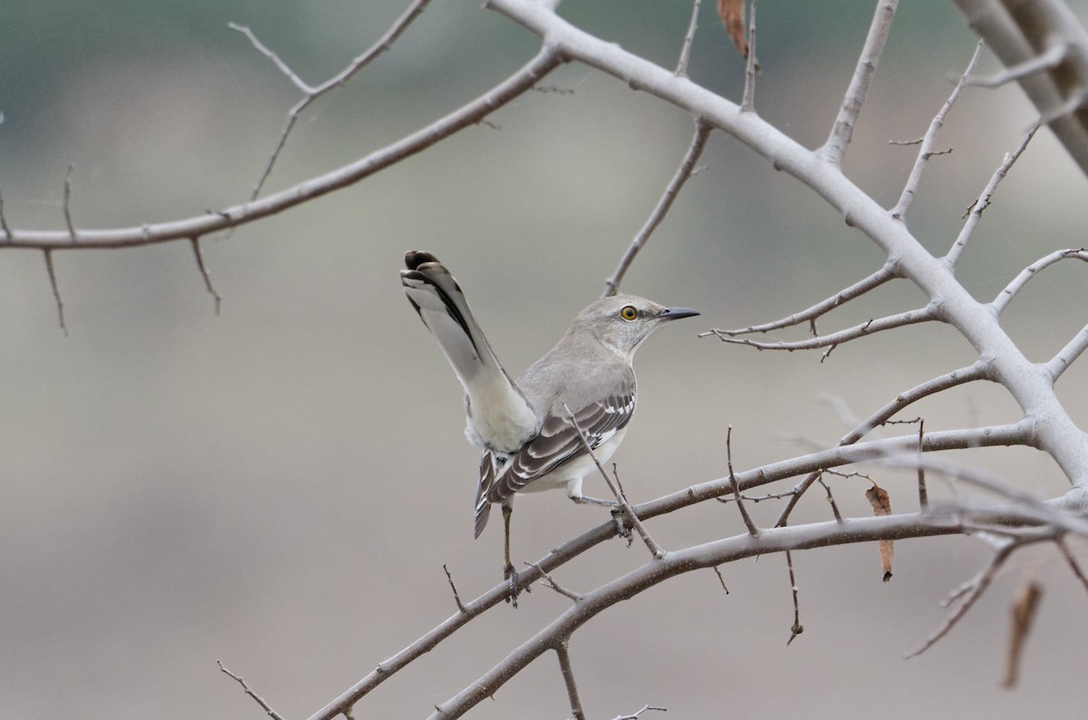 Northern Mockingbird - ML647477428