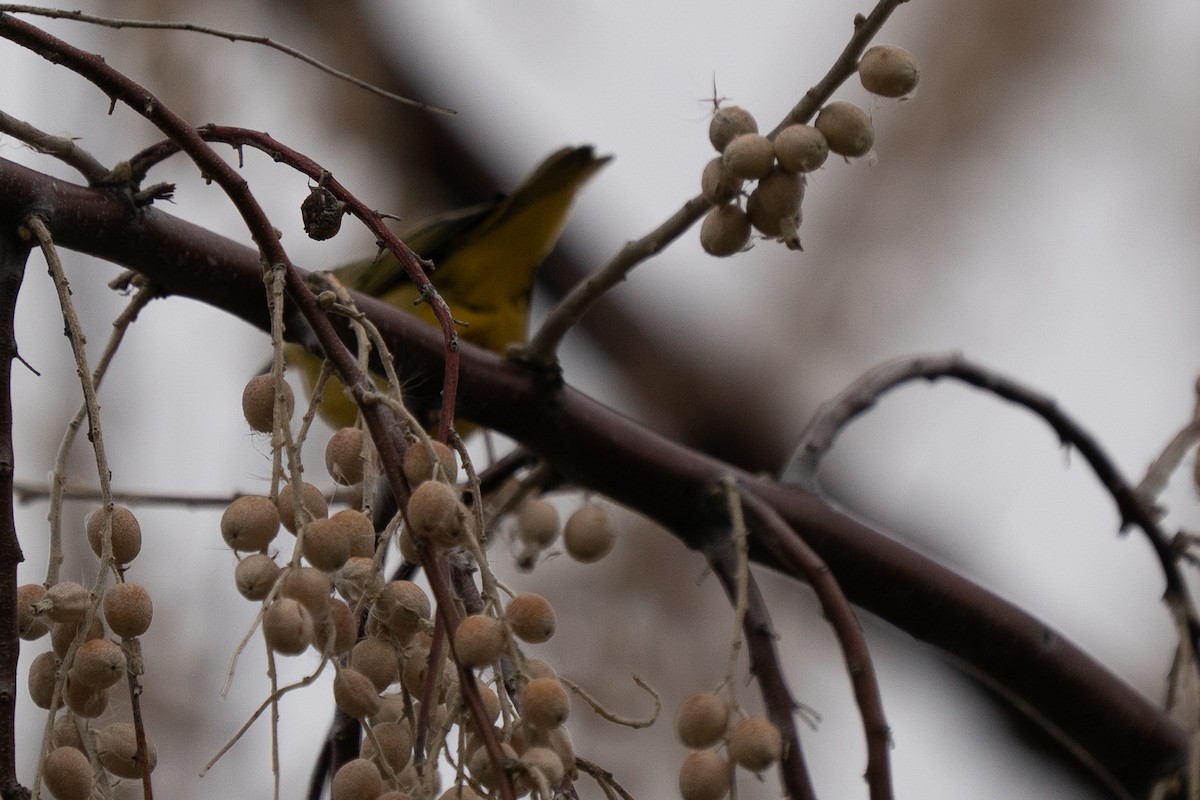 Northern Yellow Warbler - ML647477433