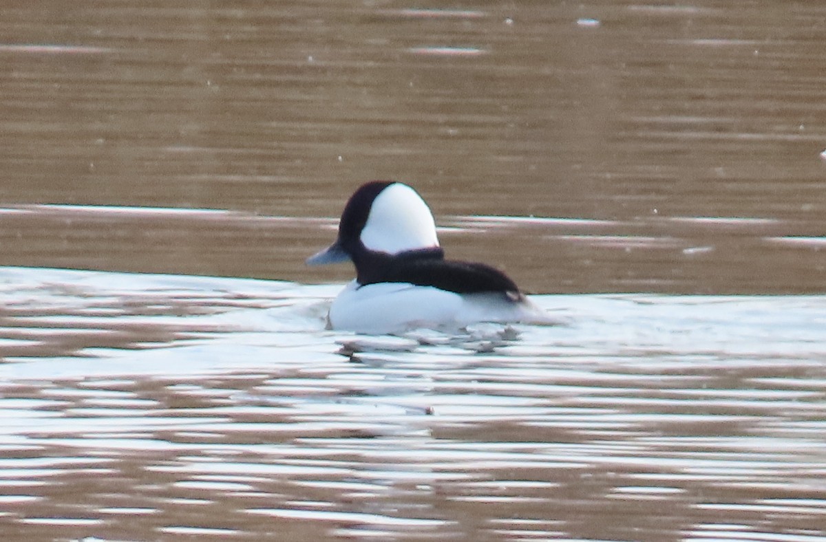 Гоголь-головастик - ML647477439