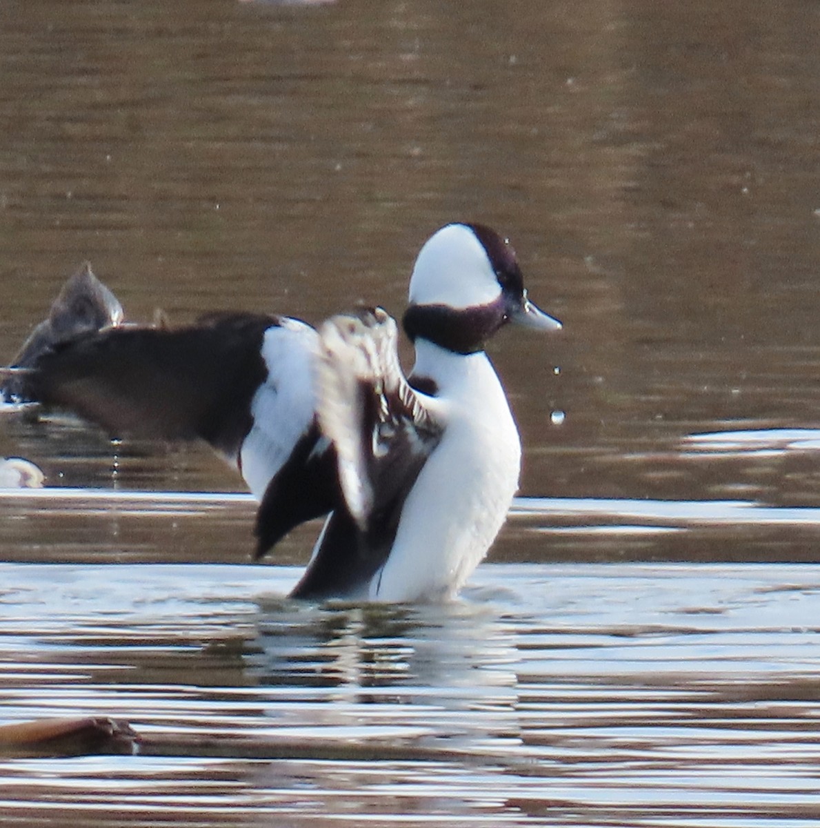 Гоголь-головастик - ML647477440