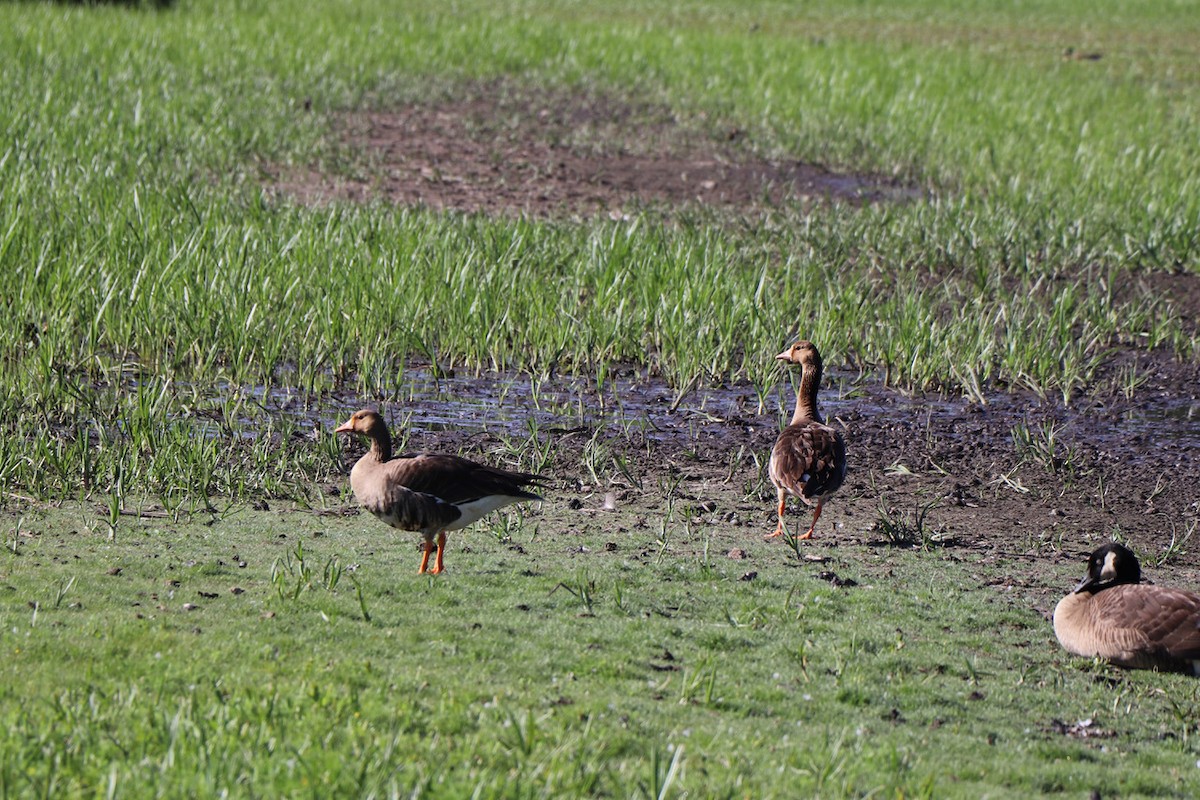 白額雁 - ML647477441