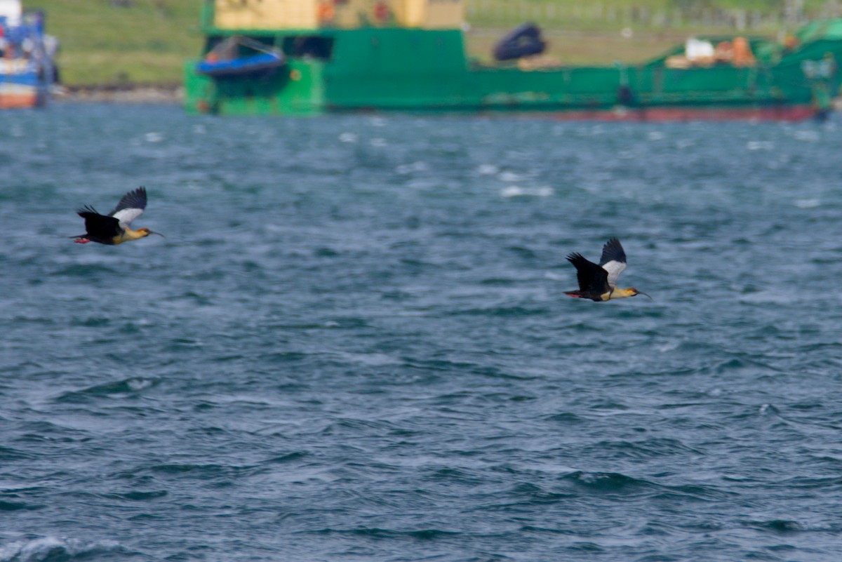 ibis laločnatý - ML647477443