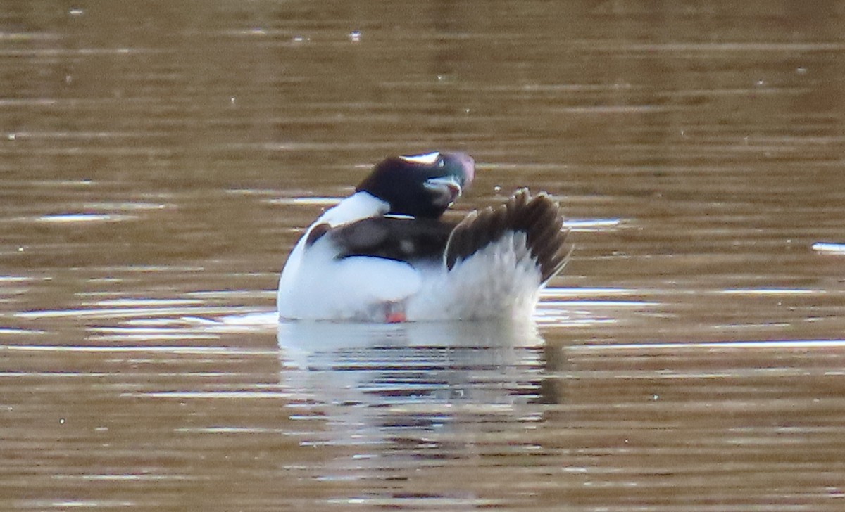 Гоголь-головастик - ML647477447