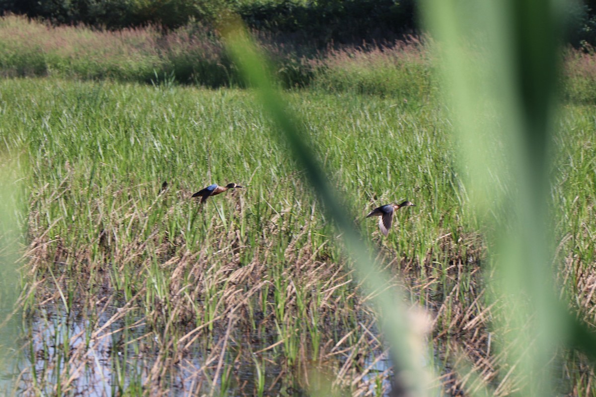 Blue-winged Teal - ML647477466