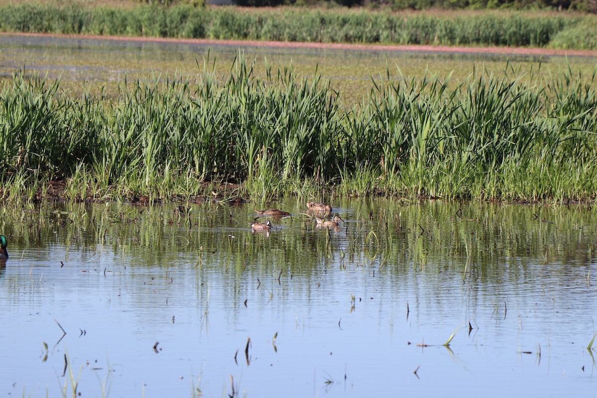 Blue-winged Teal - ML647477467