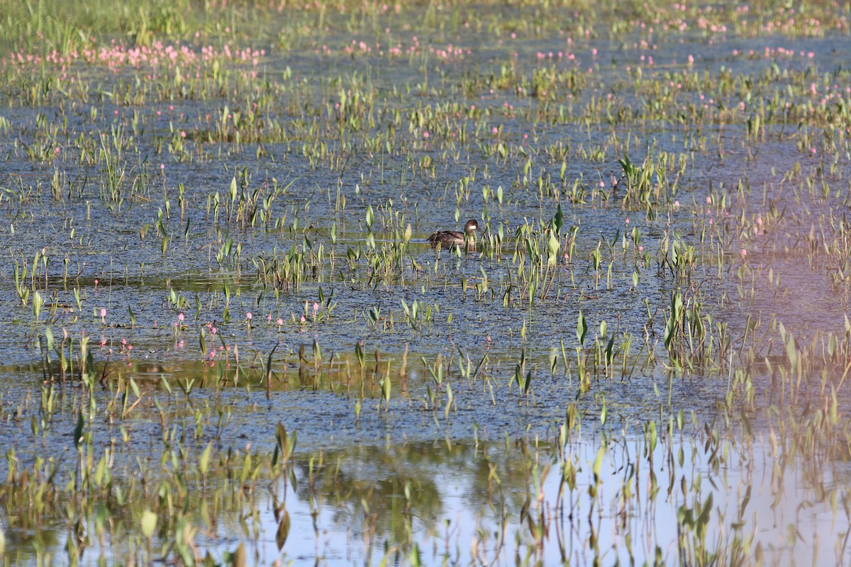 Гоголь-головастик - ML647477487