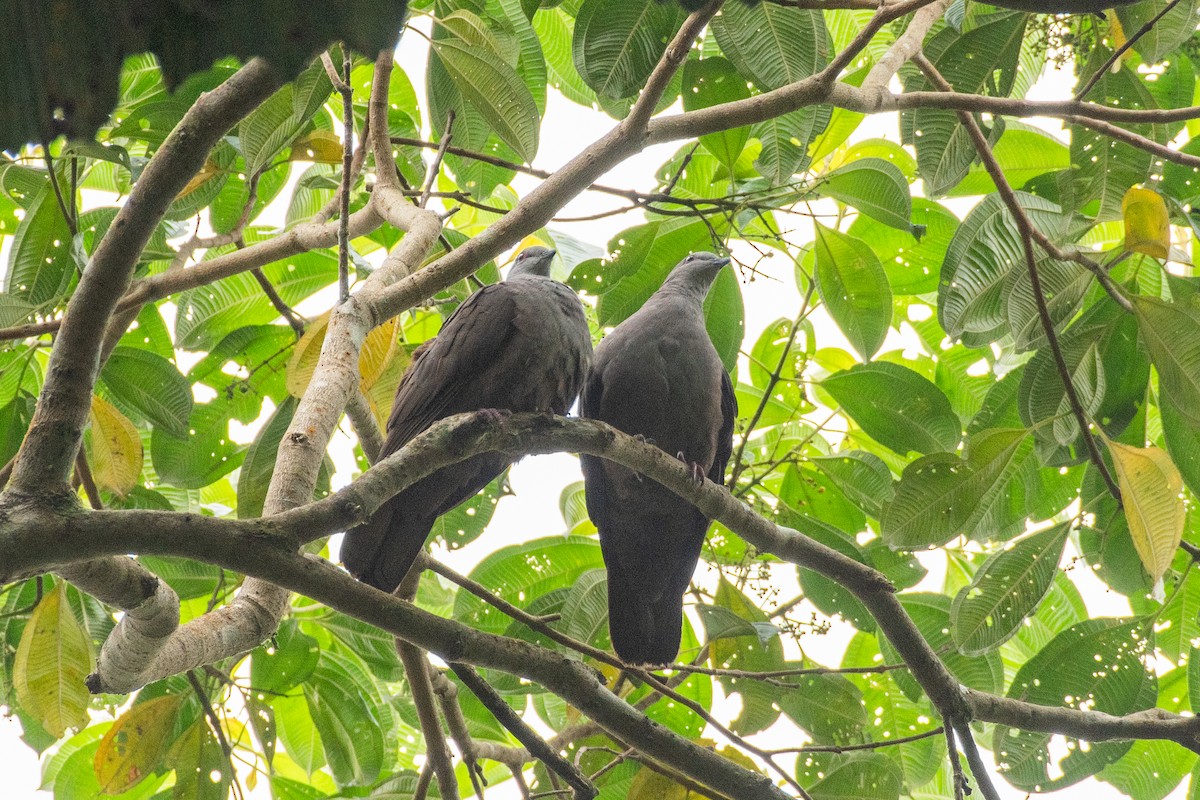 Küçük Kurşuni Güvercin - ML647477494