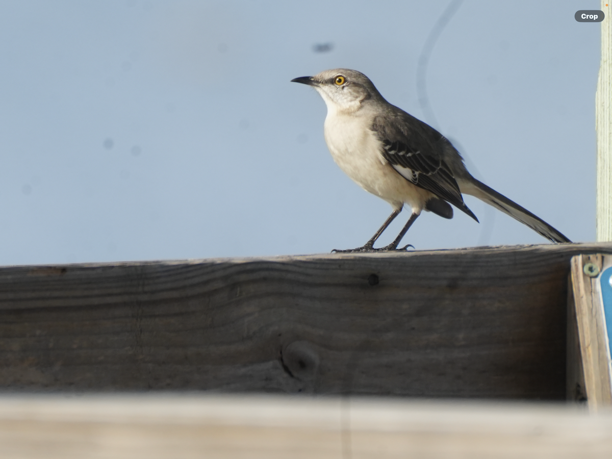 Northern Mockingbird - ML647477498