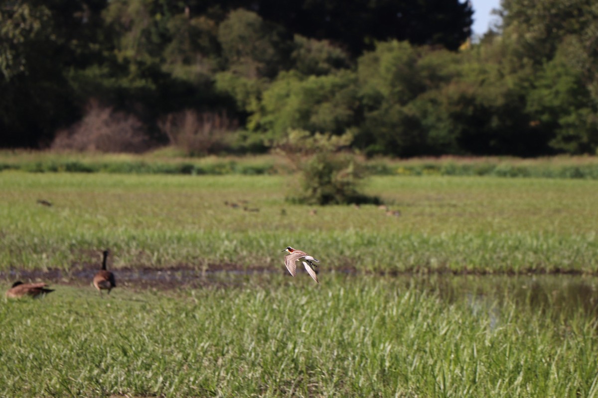 Wilson's Phalarope - ML647477500