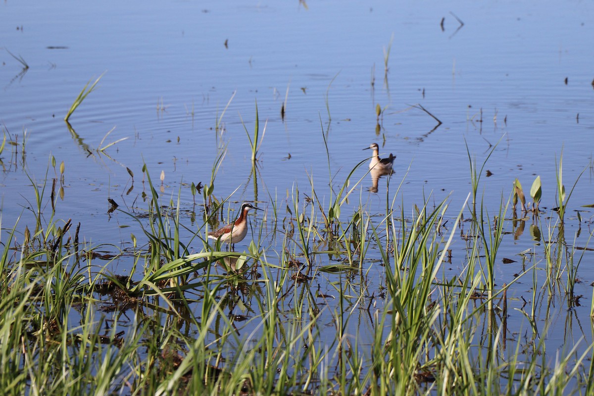 Wilson's Phalarope - ML647477501