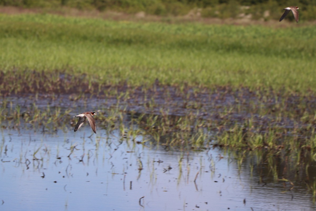 Wilson's Phalarope - ML647477502