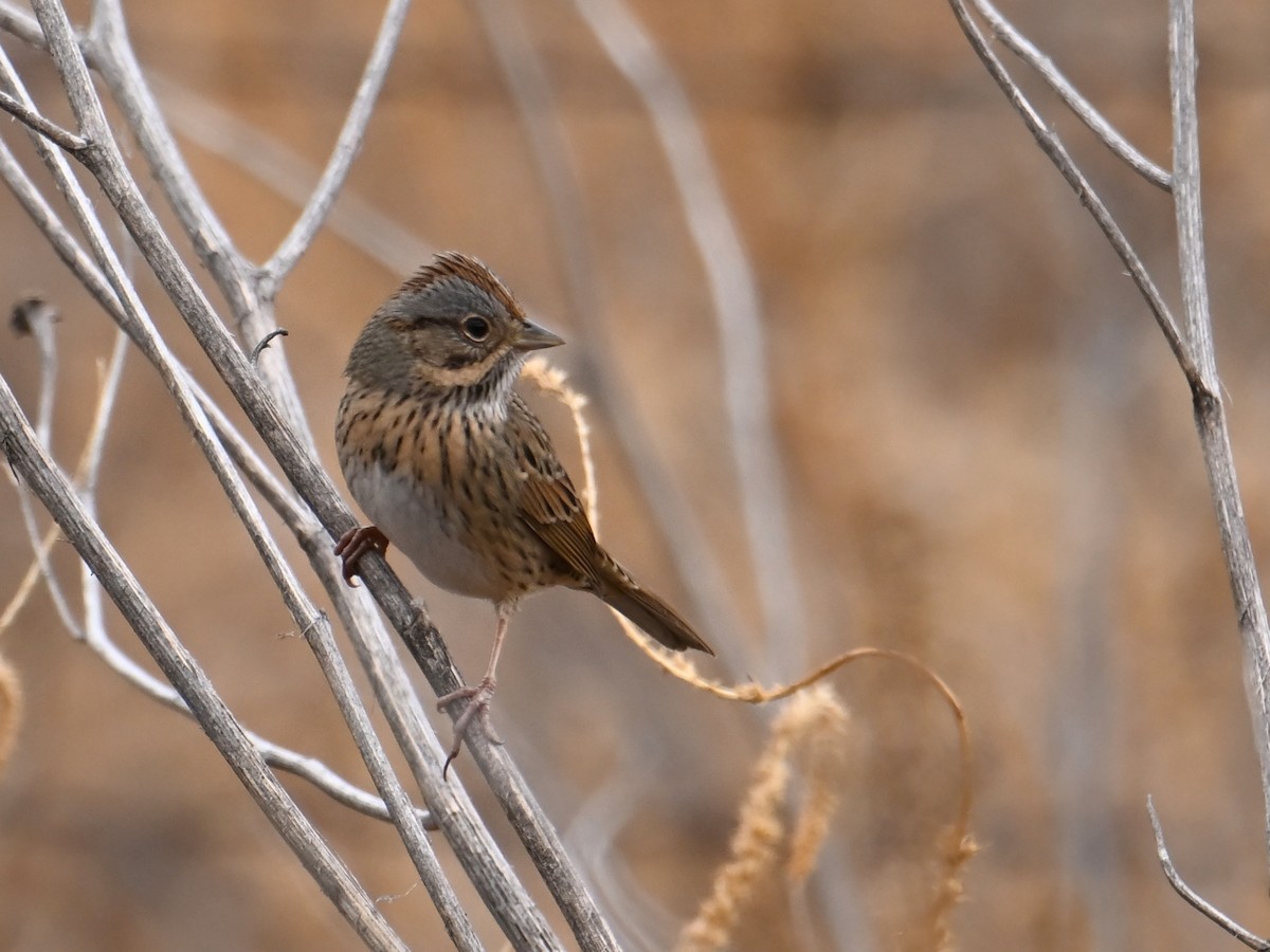 Lincoln's Sparrow - ML647477503