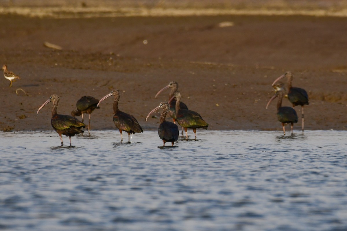 Glossy Ibis - ML647477541