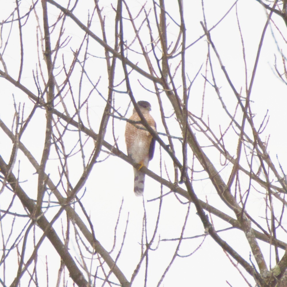 Sharp-shinned/Cooper's Hawk - ML647477557