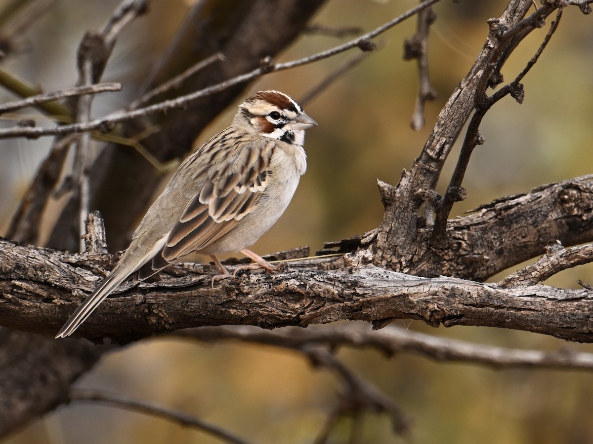 Lark Sparrow - ML647477558