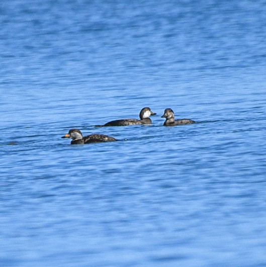 amerikasvartand - ML647477571