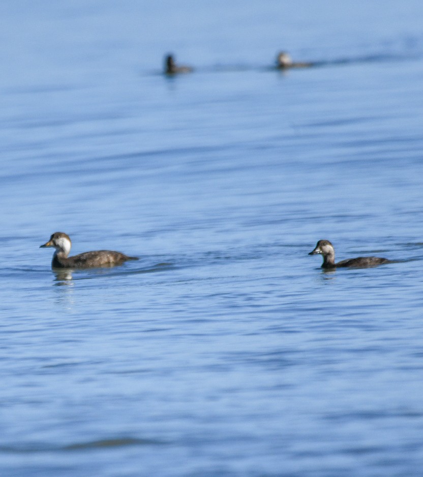 amerikasvartand - ML647477572