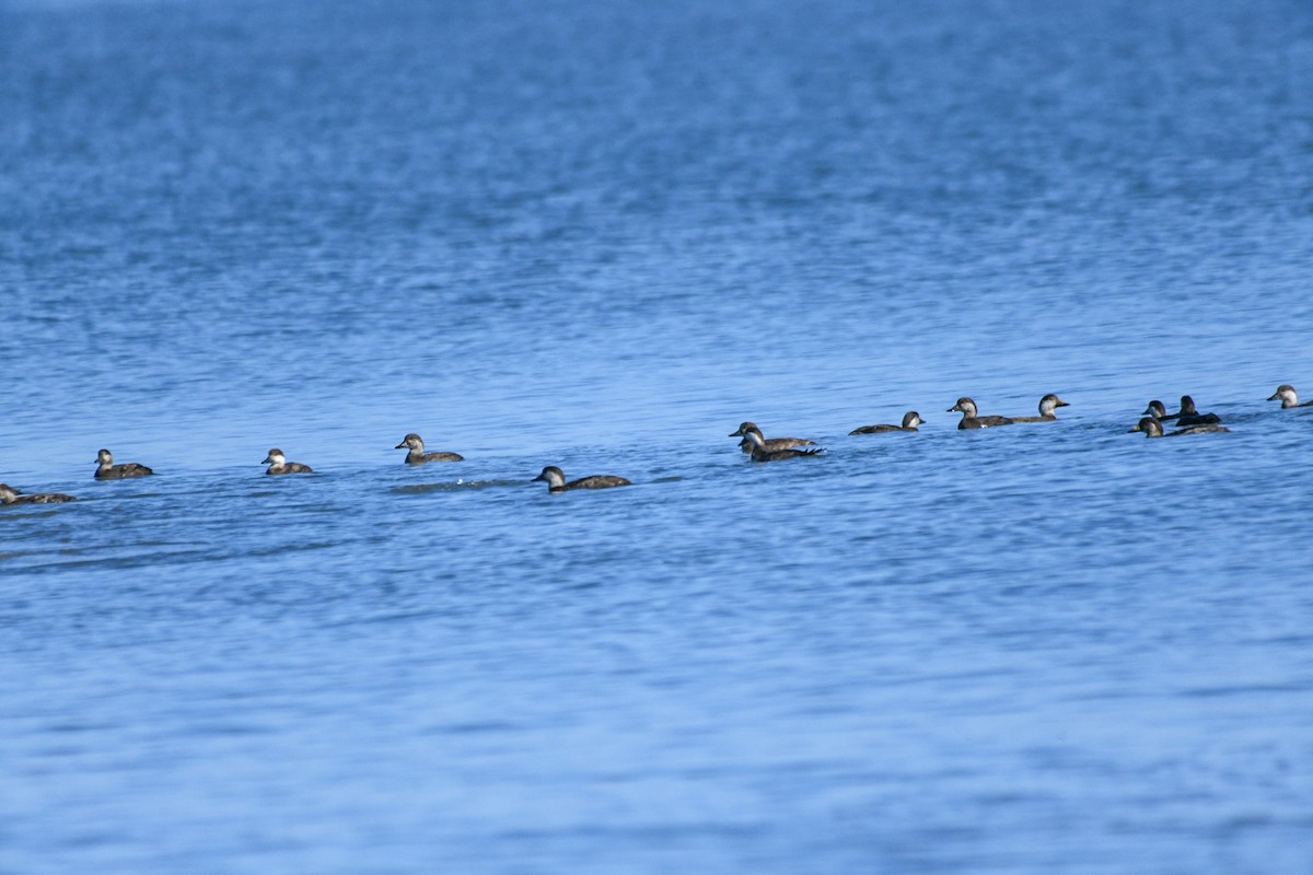 amerikasvartand - ML647477573