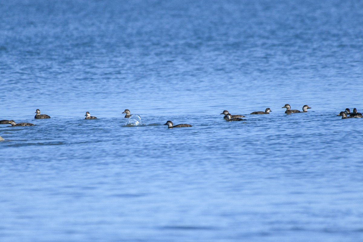 amerikasvartand - ML647477574