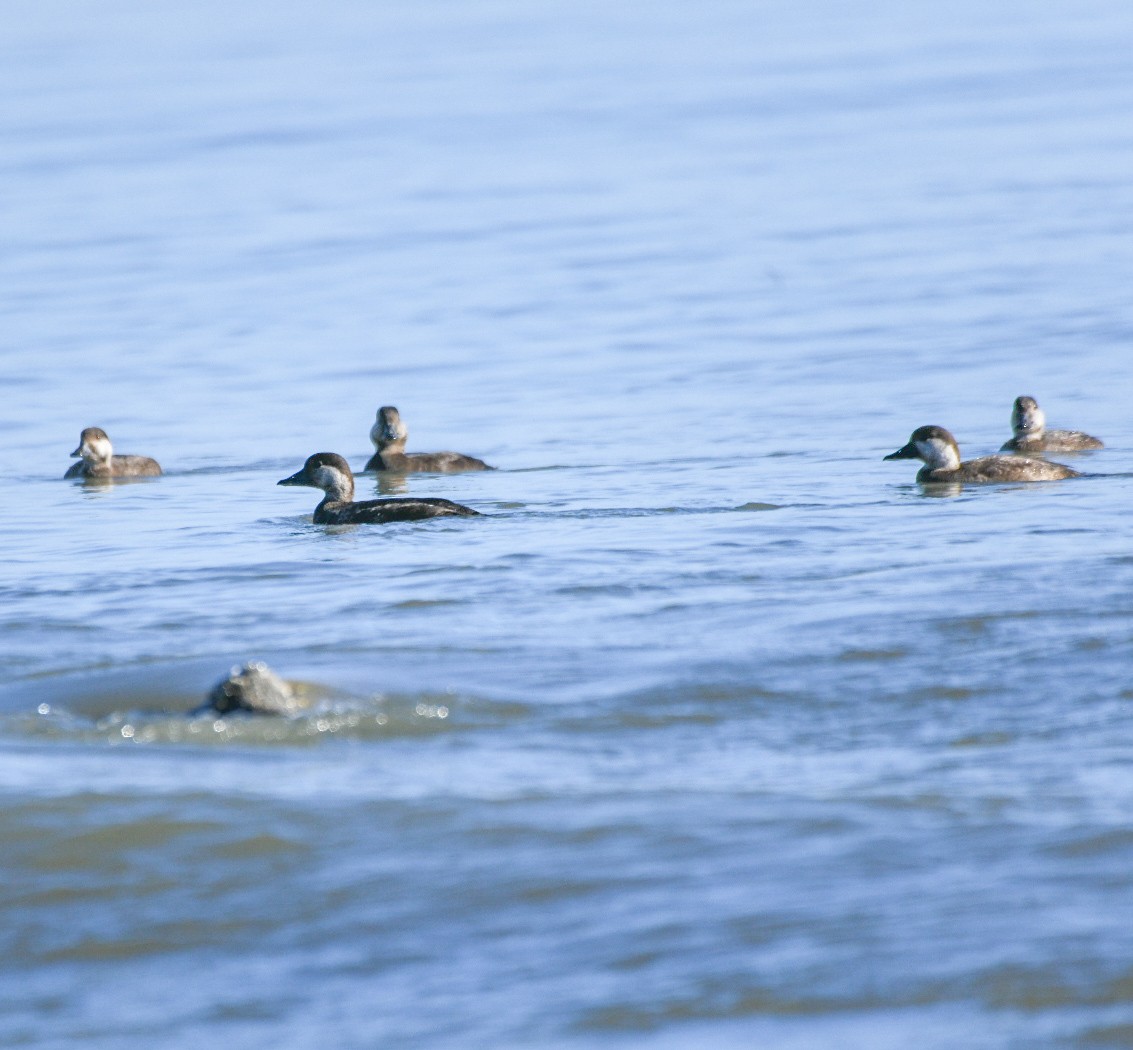 amerikasvartand - ML647477575