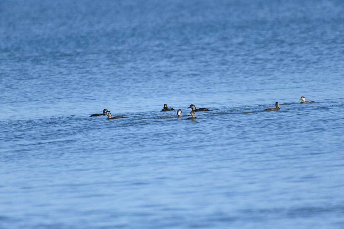 amerikasvartand - ML647477576