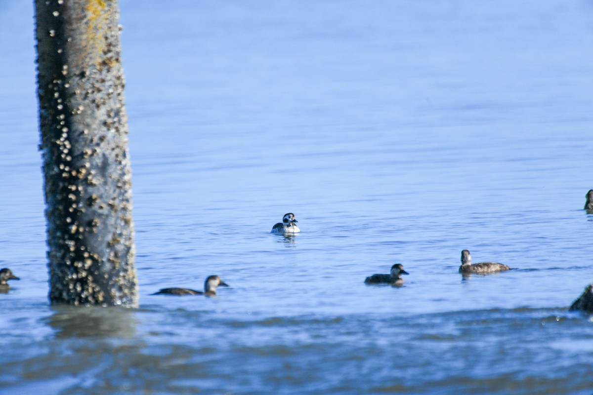 amerikasvartand - ML647477577