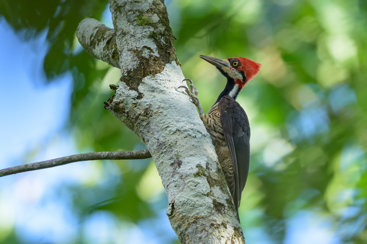 Crimson-crested Woodpecker - ML647477601