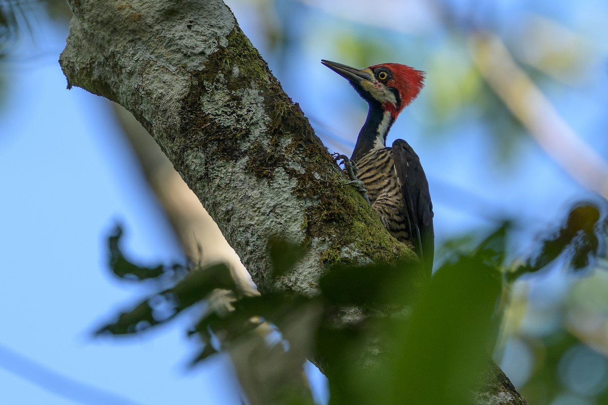 Crimson-crested Woodpecker - ML647477603