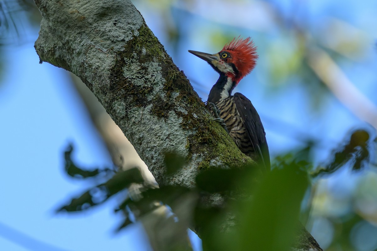 Crimson-crested Woodpecker - ML647477605