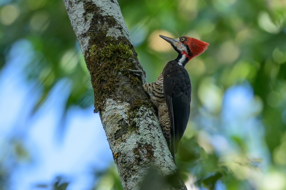 Crimson-crested Woodpecker - ML647477606