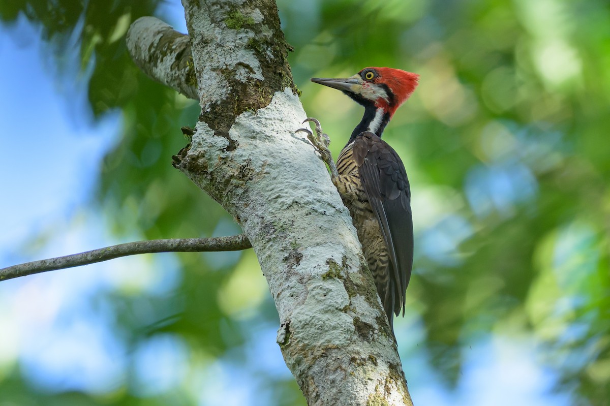 Crimson-crested Woodpecker - ML647477607