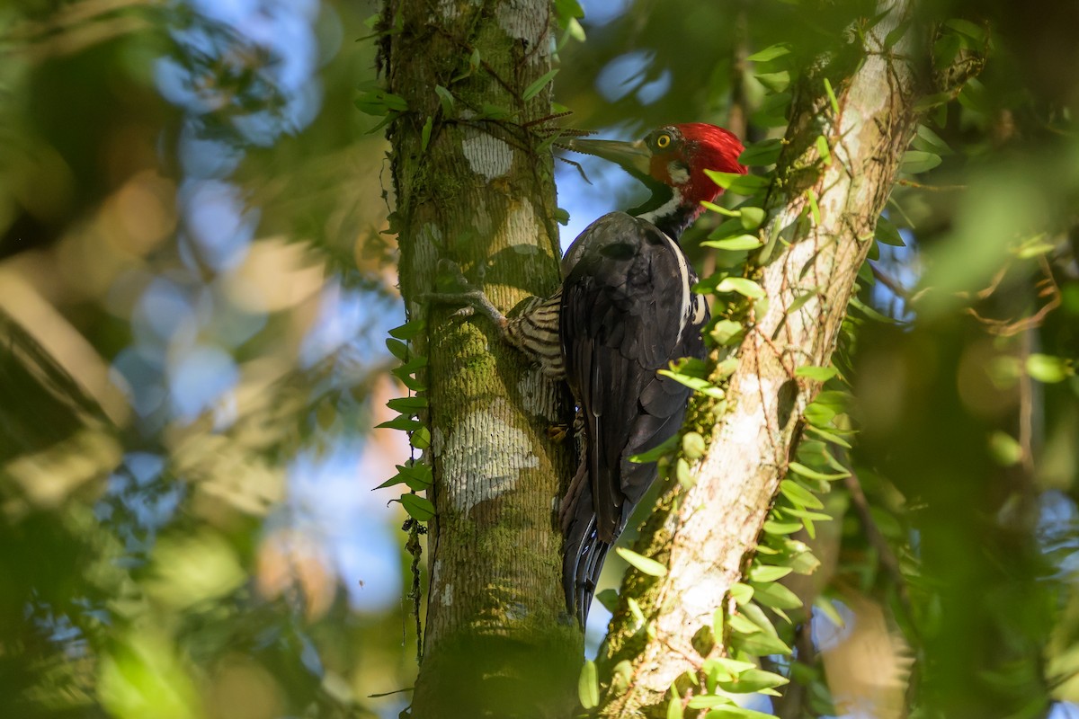 Crimson-crested Woodpecker - ML647477608