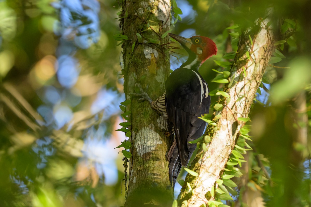 Crimson-crested Woodpecker - ML647477609