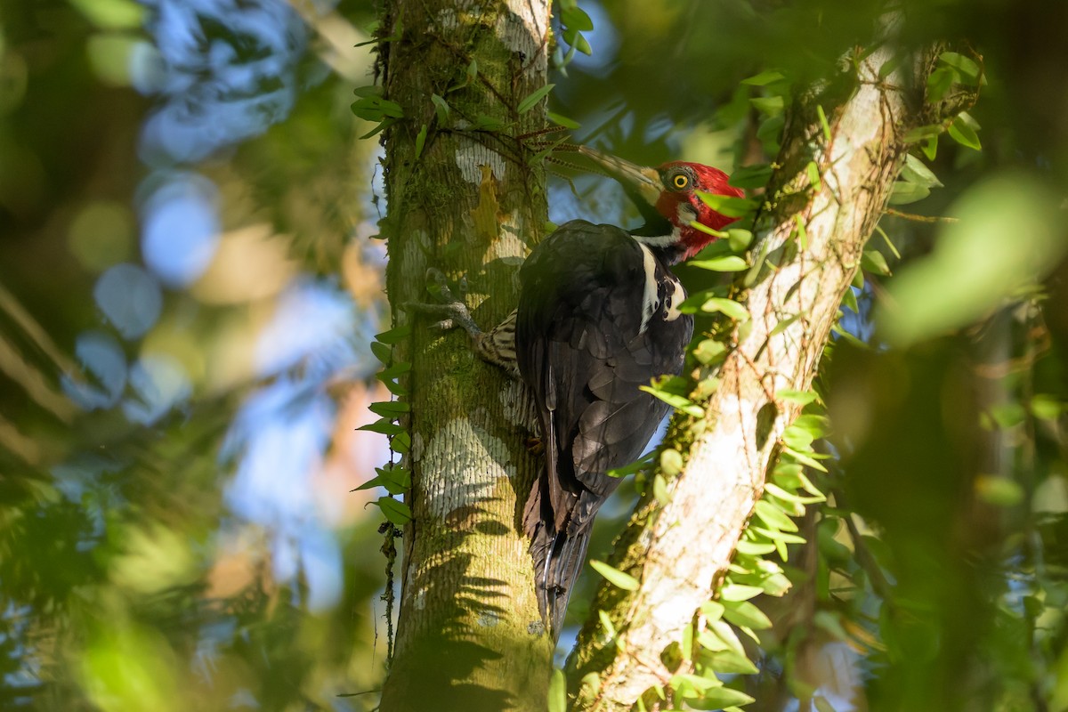 Crimson-crested Woodpecker - ML647477610