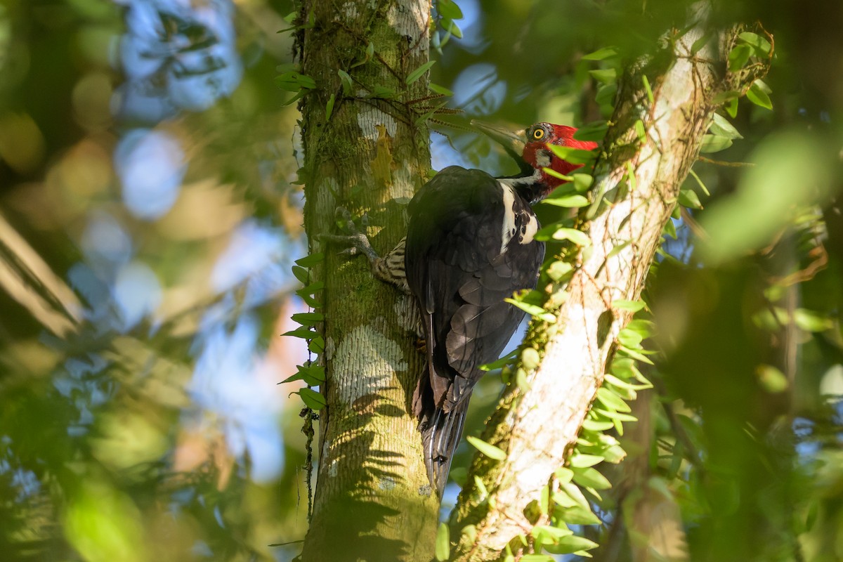 Crimson-crested Woodpecker - ML647477611