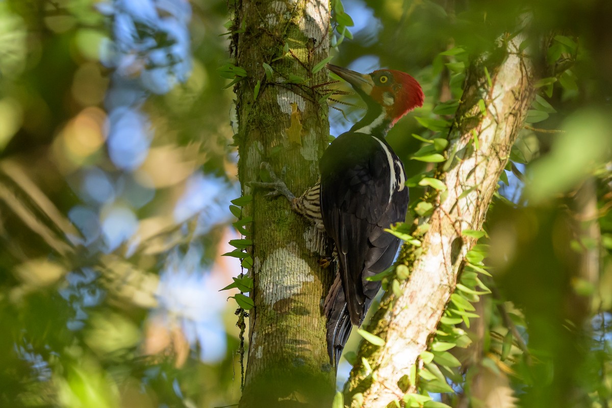 Crimson-crested Woodpecker - ML647477612