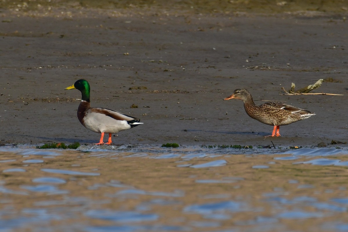 Mallard - ML647477623