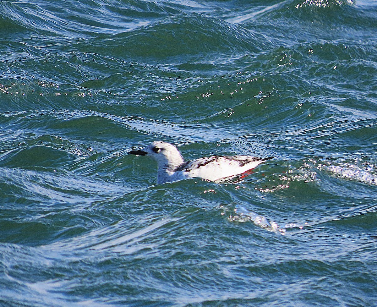 אוריה שחורה - ML647477627