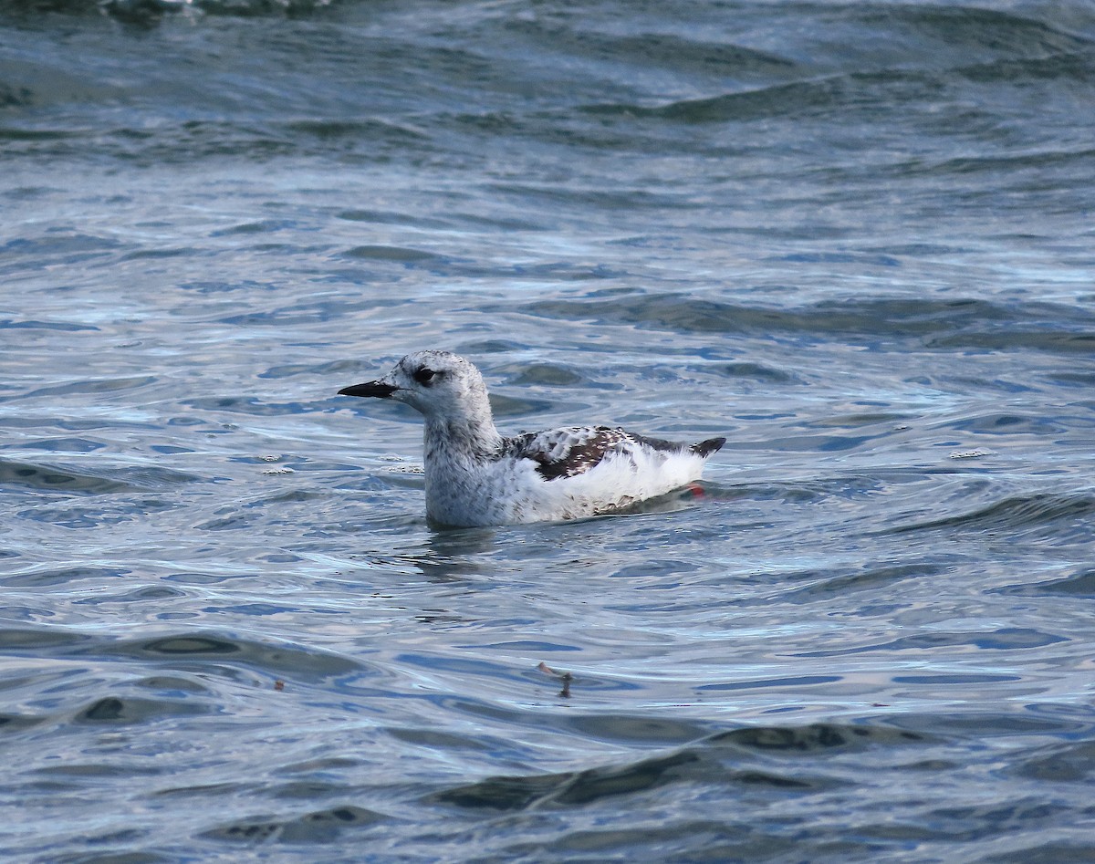 אוריה שחורה - ML647477649