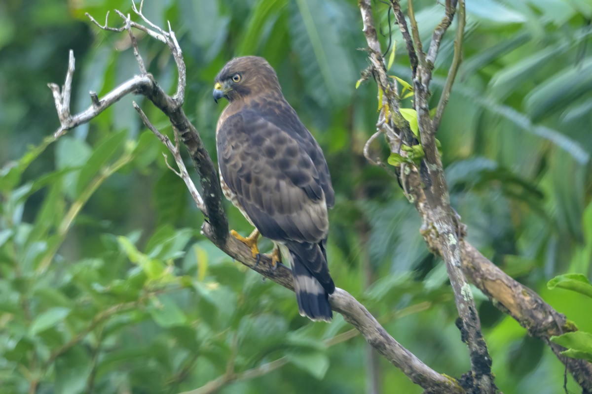 Broad-winged Hawk - ML647477651