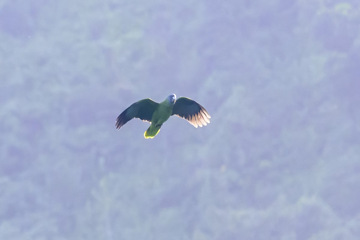 Amazone de Bouquet - ML647477662