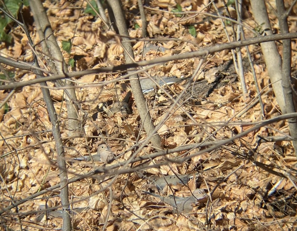 Zenaida Huilota - ML647477664