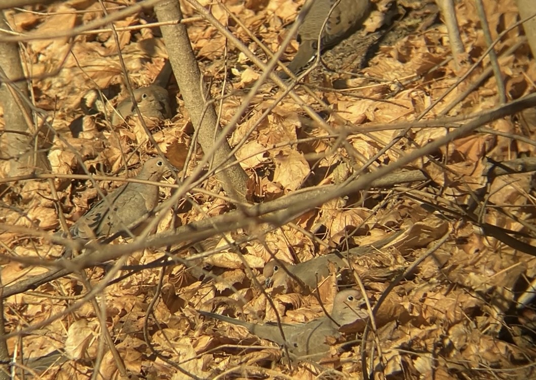 Zenaida Huilota - ML647477665