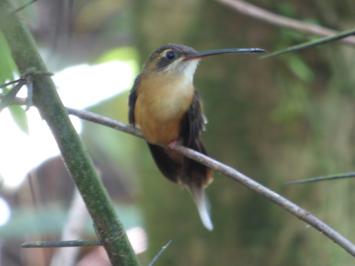 Koepcke's Hermit - ML647477675