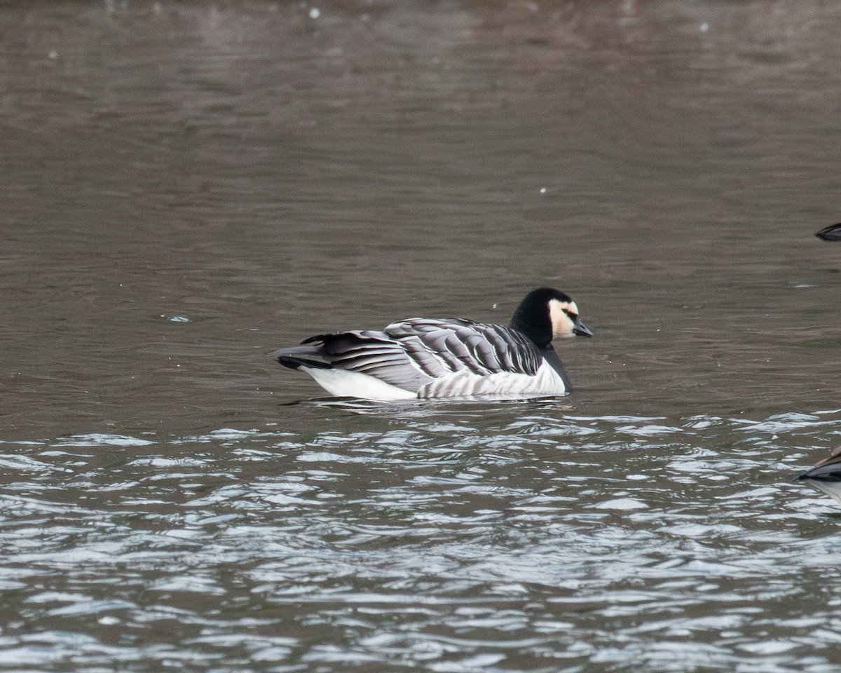 Barnacle Goose - ML647477687