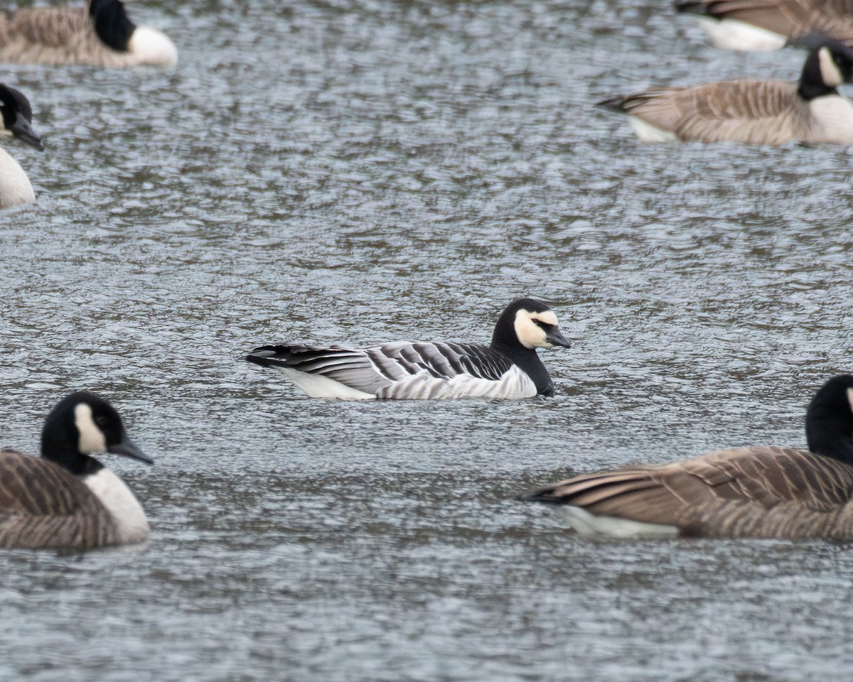 Barnacle Goose - ML647477688