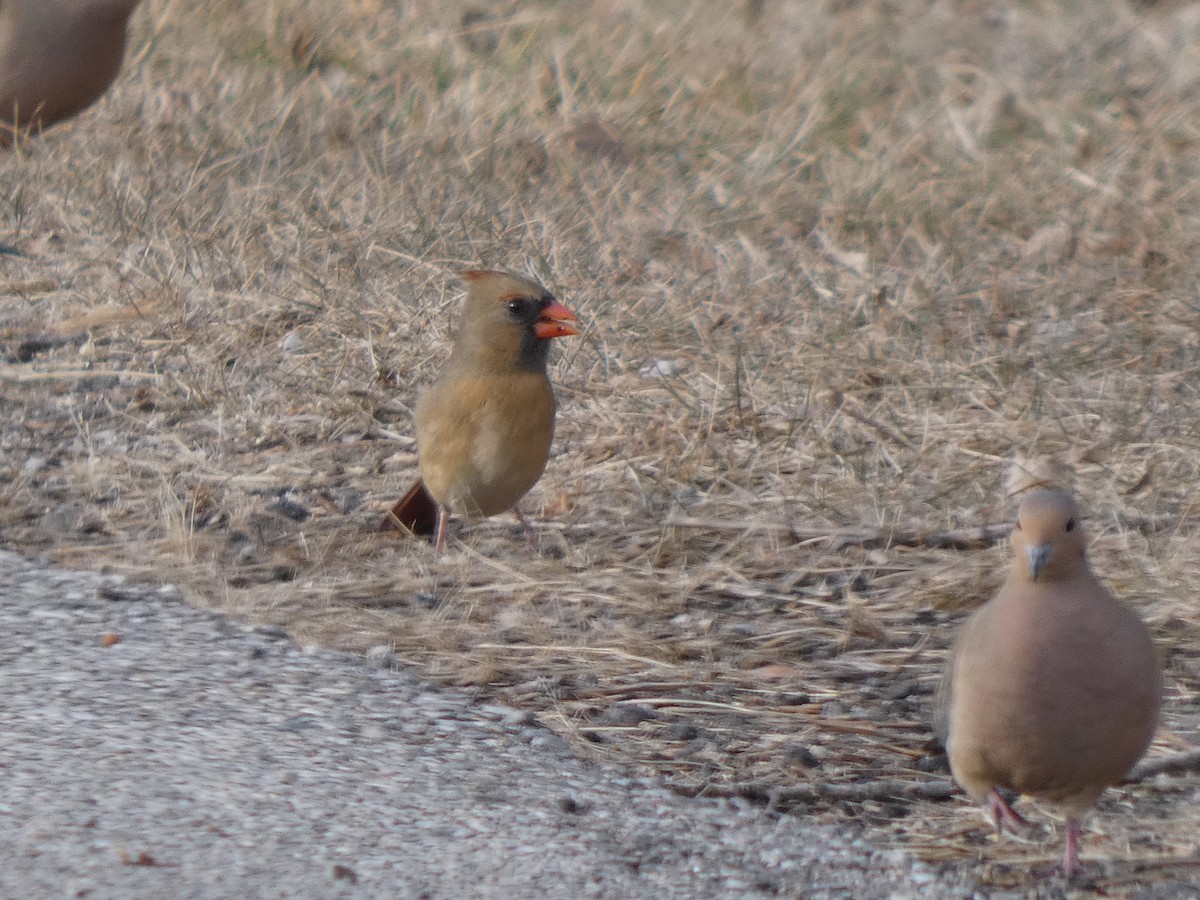 Northern Cardinal - ML647477690